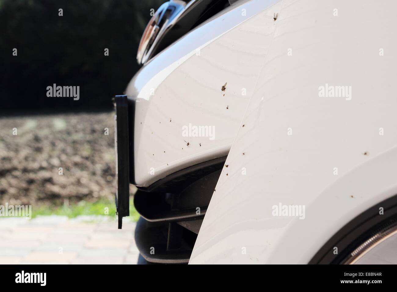 A Insects on a spoiler grille of a car Stock Photo