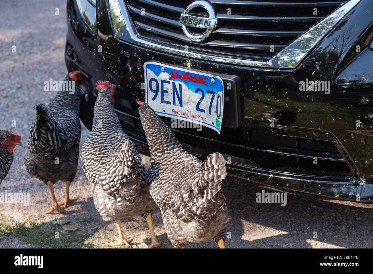 Chickens Eatings Bugs from Car Bumper and License Plate, South Dakota Stock Photo