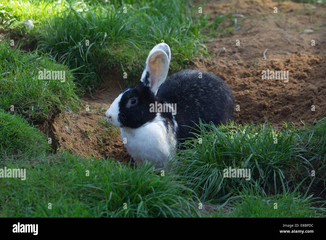 Portrait of rabbit in captivity, Germany Stock Photo Alamy