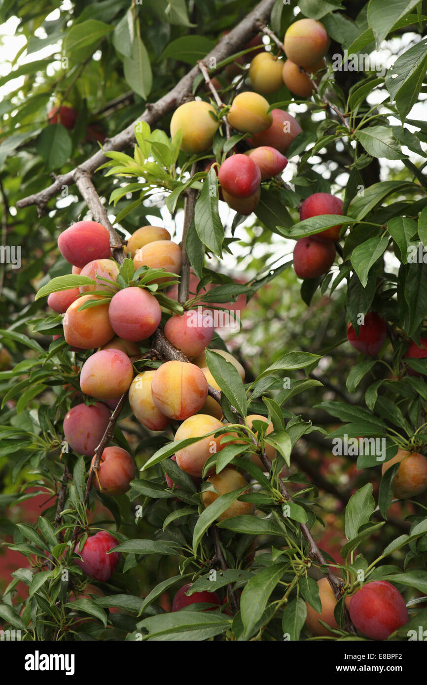 Heavily laden plum tree branches Stock Photo