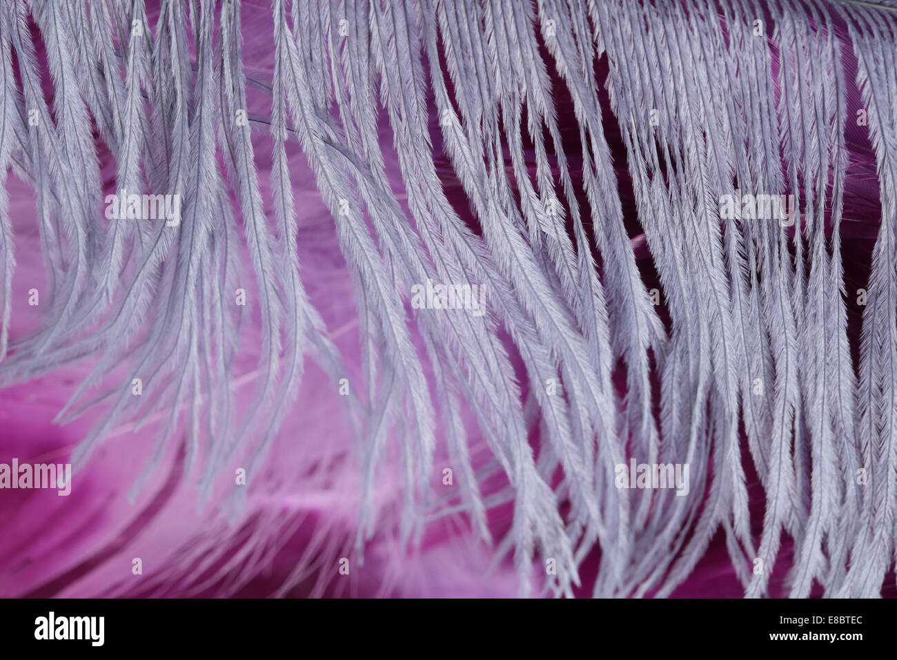 Colorful ostrich feathers macro Stock Photo