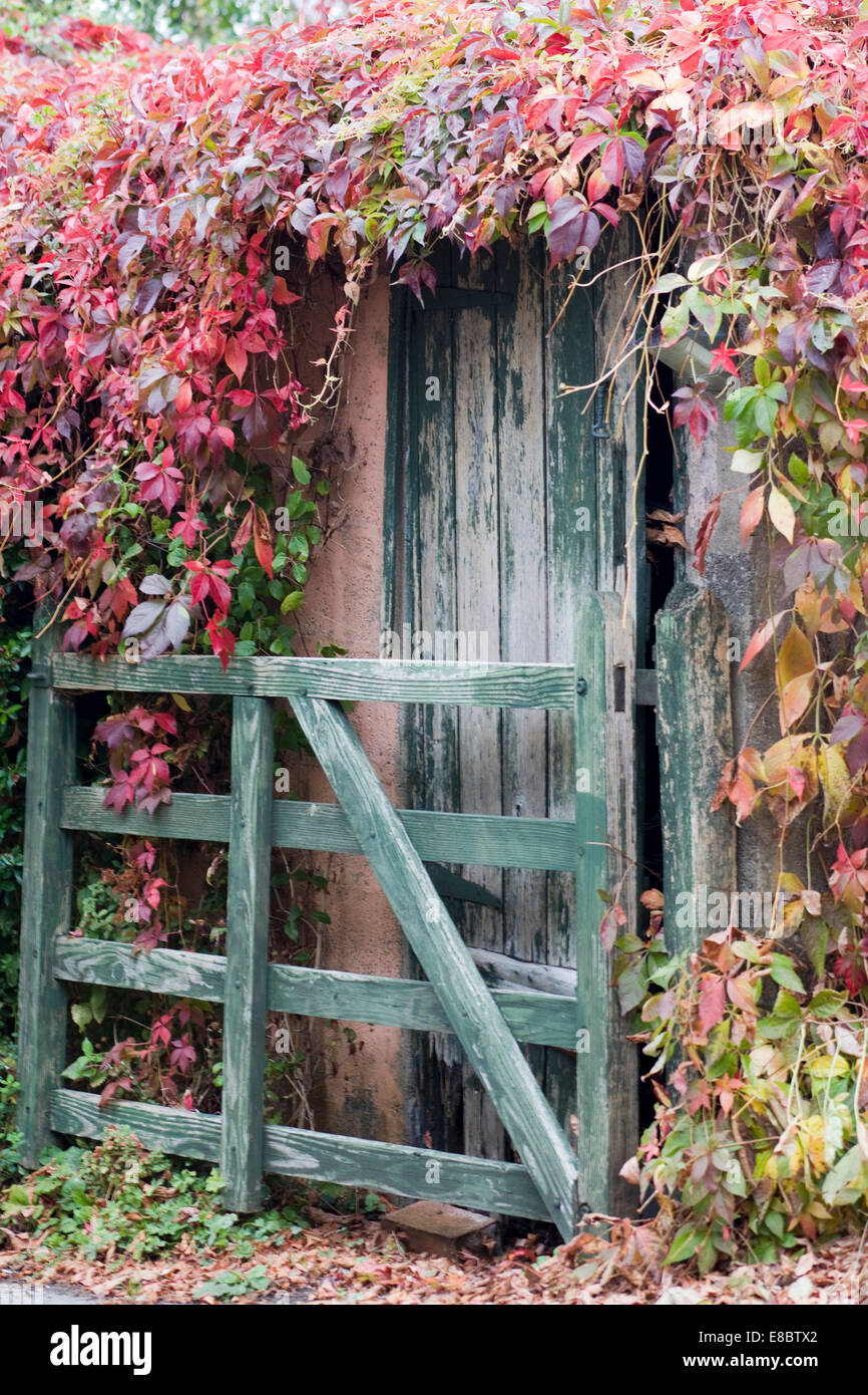 Ivy covered garden gate hi-res stock photography and images - Alamy