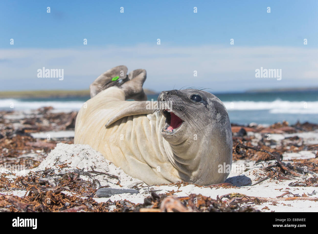 Seal Lying On The Beach High Resolution Stock Photography And