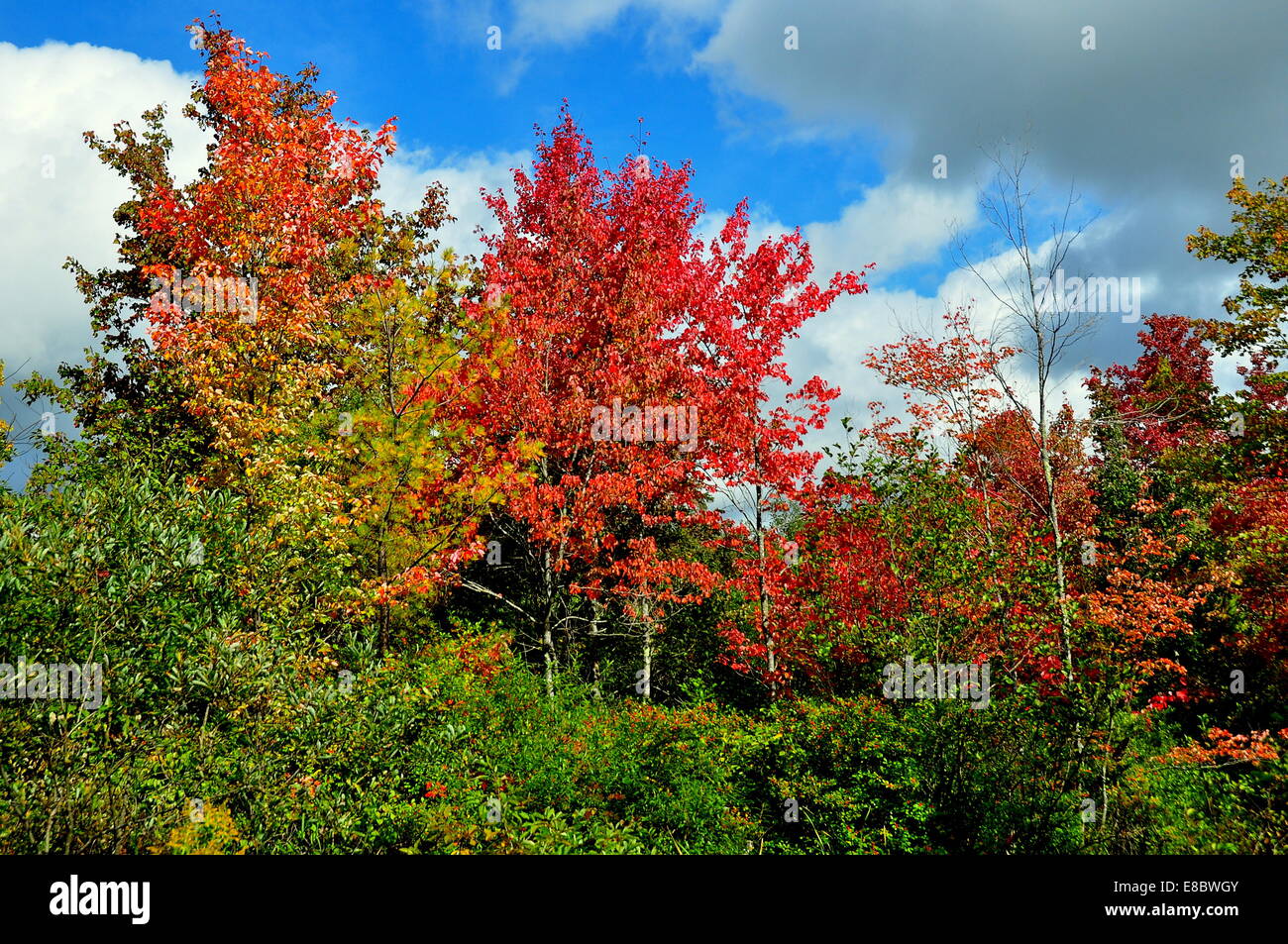 A brilliant display of Autumnal foliage with dazzling red-leafed Maple trees in the Massachusetts Berkshire Mountains * Stock Photo