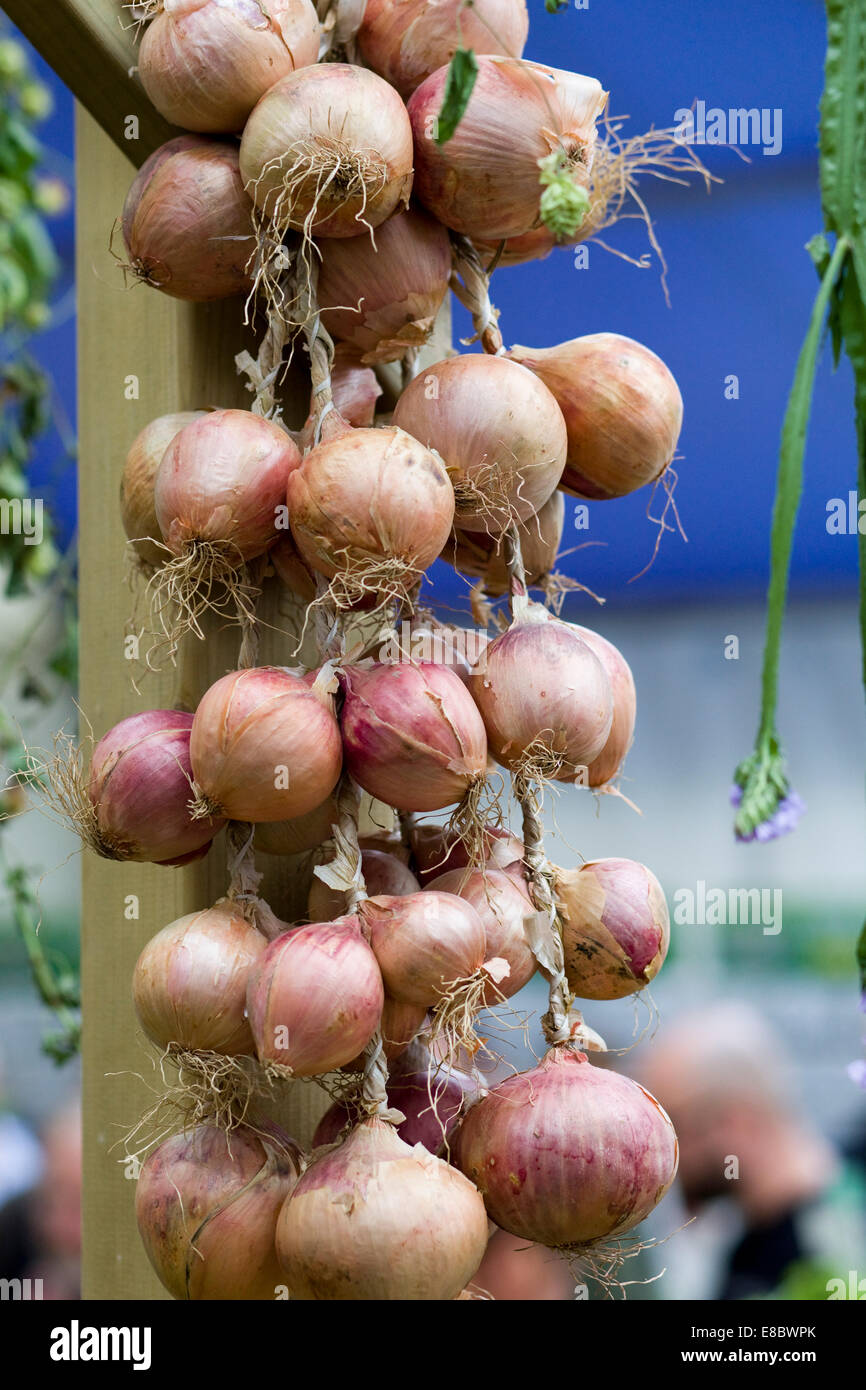String of onions hi-res stock photography and images - Alamy