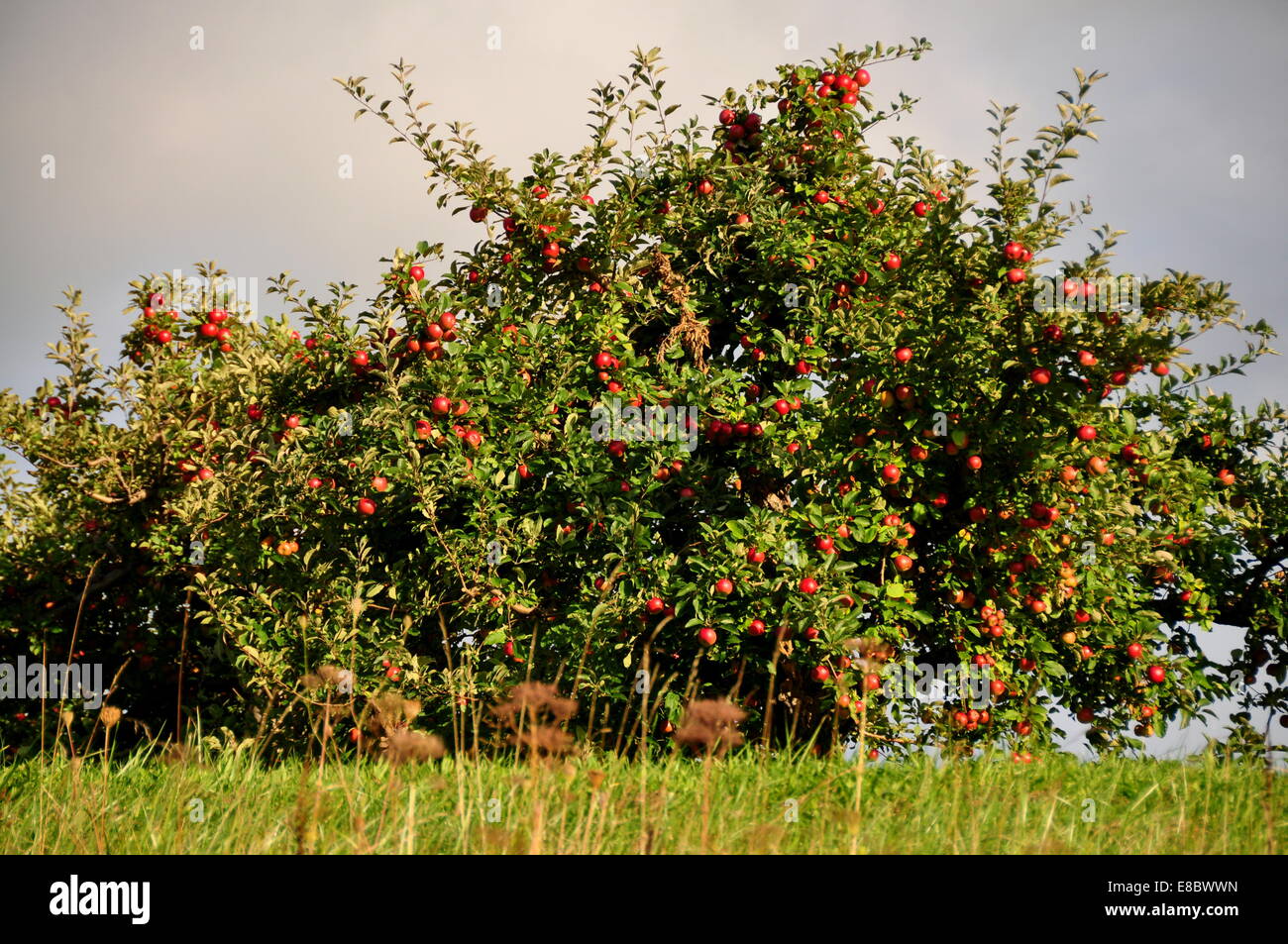 Lenox, Massachusetts Apple trees laden with ripening fruit at Bartlett