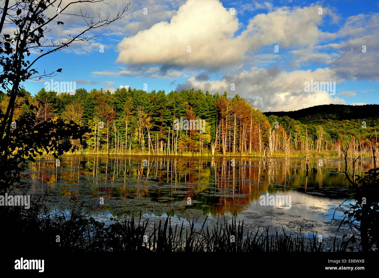 Lenox, Massachusetts A small pond surrounded by forests in the