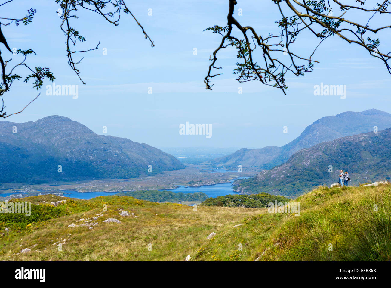 Killarney tree hires stock photography and images Alamy