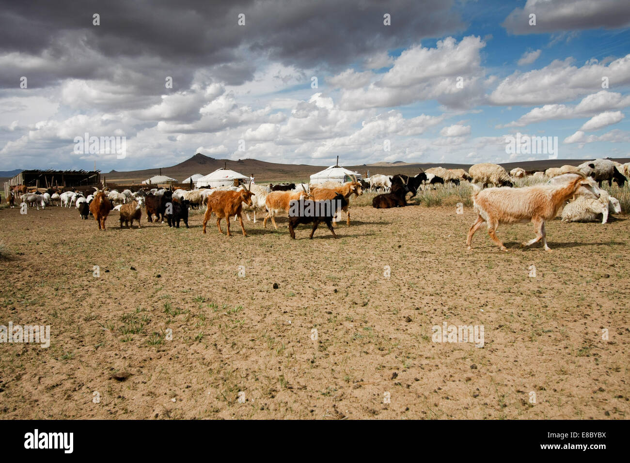 Goats grazing among the yurts in the wide Mongolian steppes Stock Photo ...