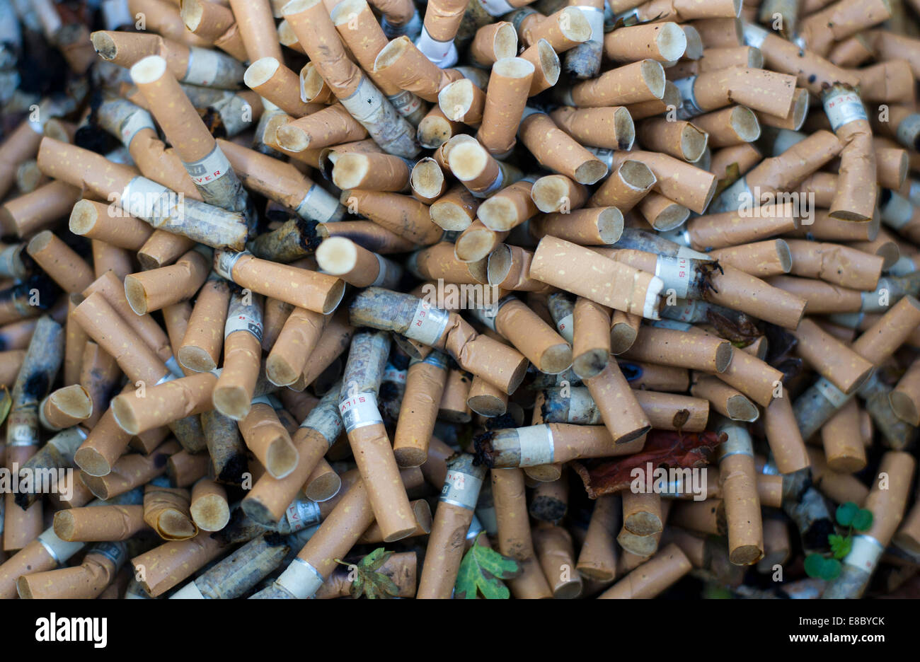 A pile of used cigarette butts Stock Photo