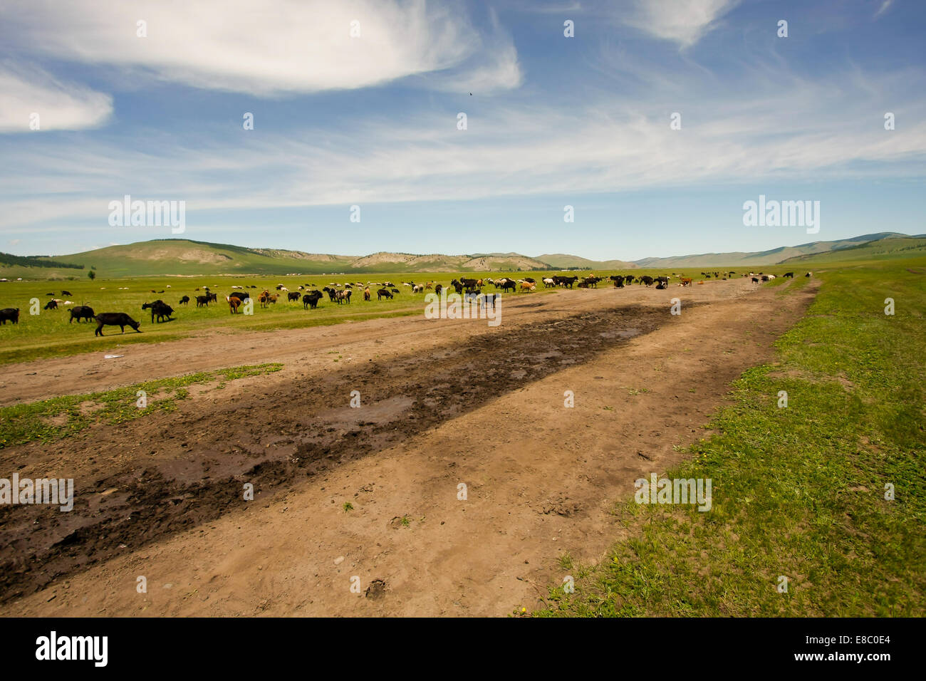 Goats grazing among the yurts in the wide Mongolian steppes Stock Photo ...