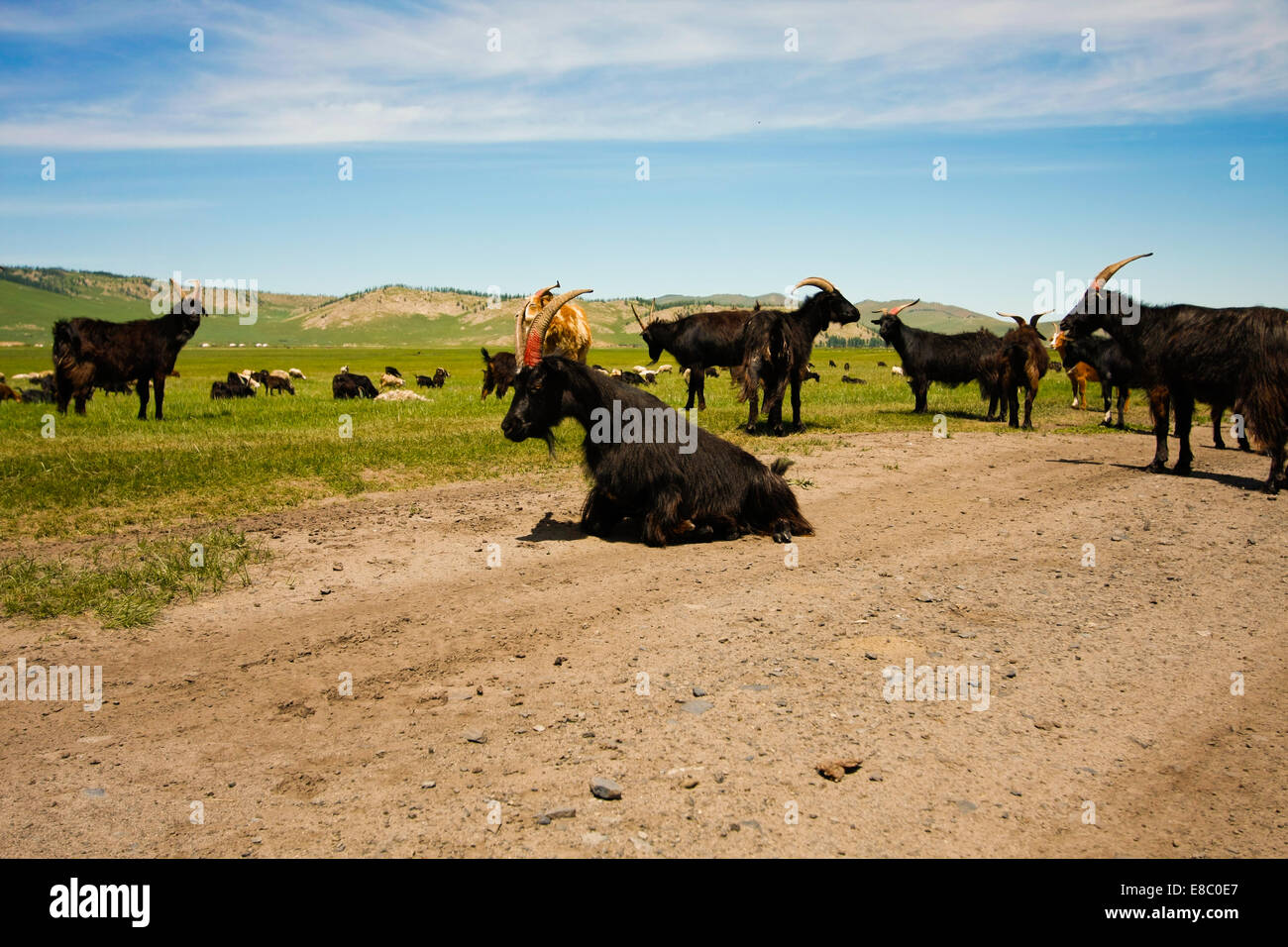 Goats grazing among the yurts in the wide Mongolian steppes Stock Photo ...
