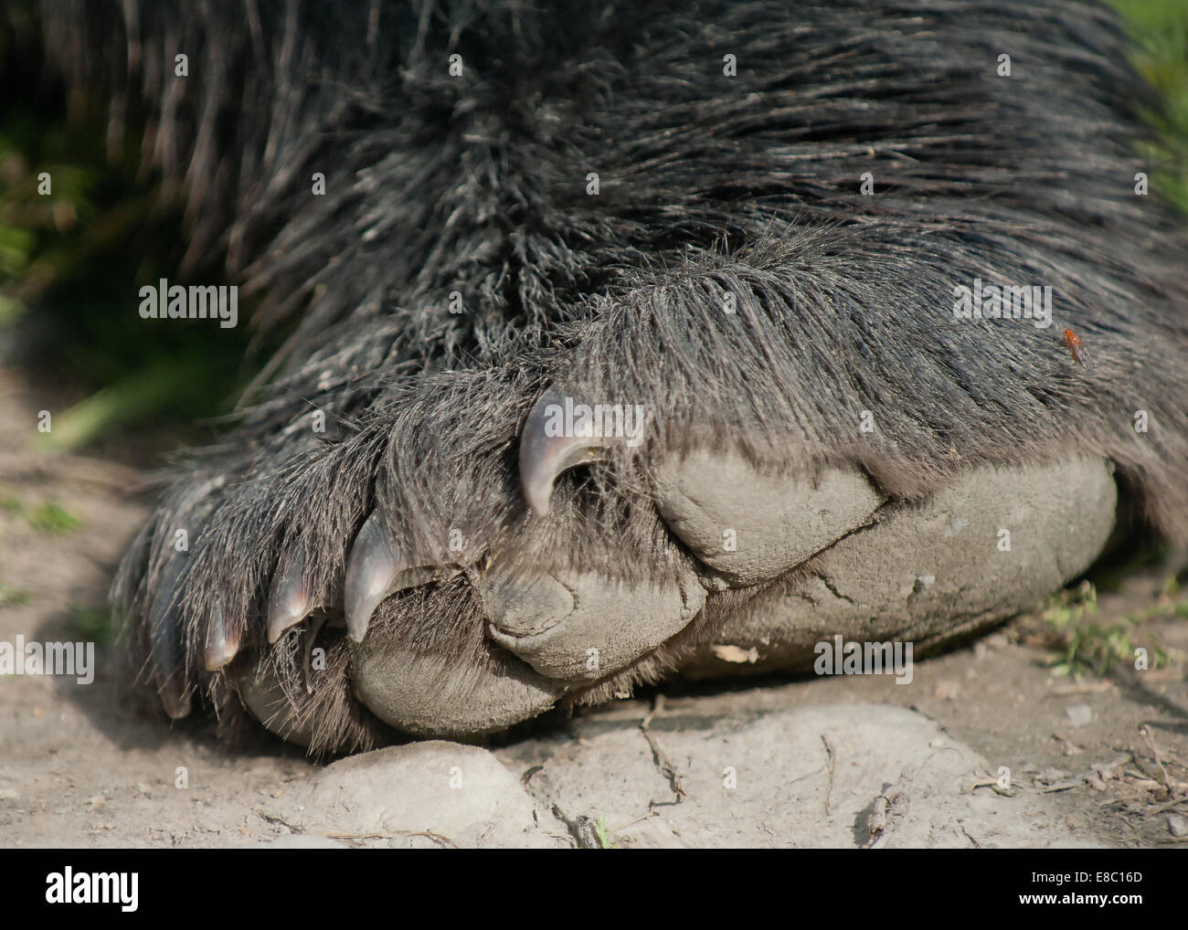 Close up view of the hind claws of an adult black bear outside of Anchorage, Alaska Stock Photo
