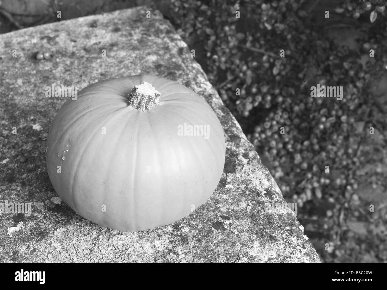 Ripe pumpkin on a stone bench against a background of cotoneaster berries - monochrome processing Stock Photo