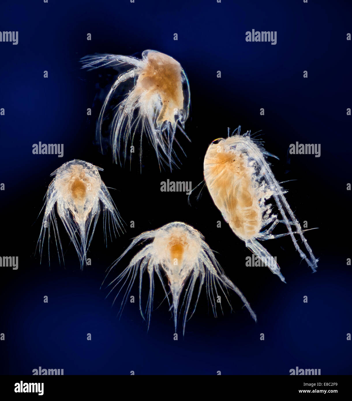 Darkfield photomicrograph, marine zoo plankton, Arctic sea Stock Photo
