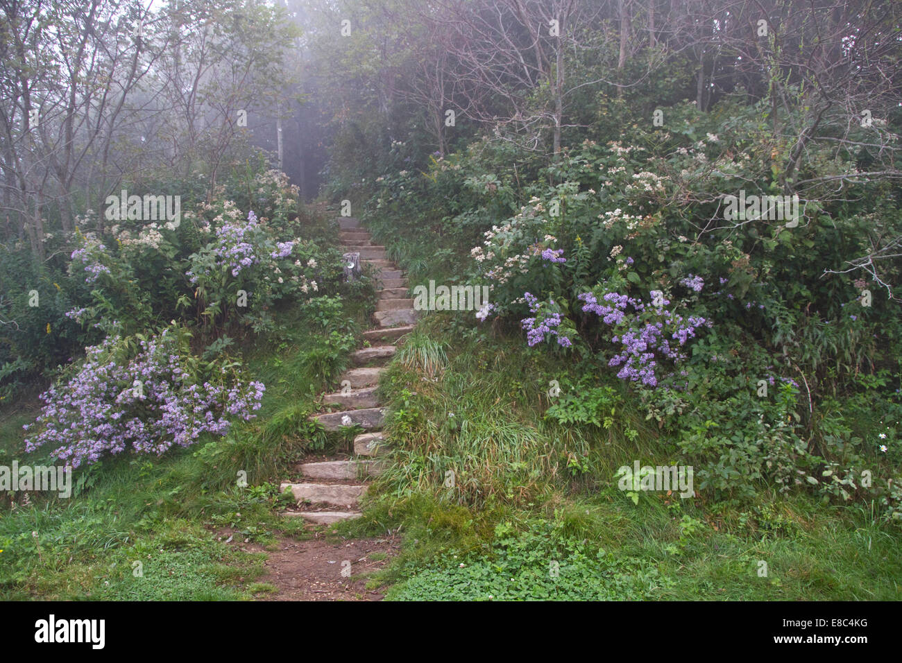 Rock steps bordered by purple wildflowers lead up into a misty forest beyond Stock Photo
