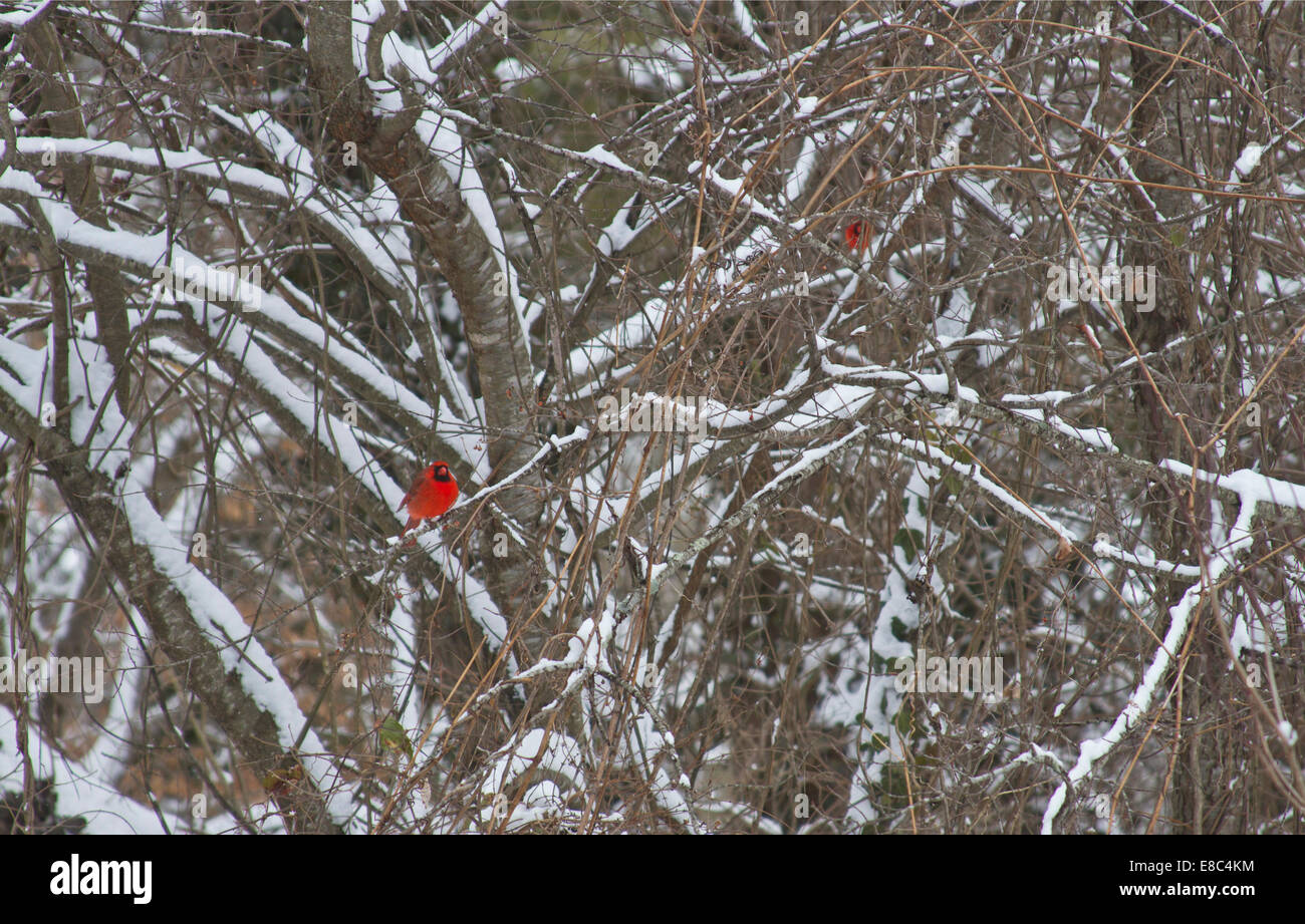 Two brilliantly red cardinal birds perched on snowy dogwood tree branches in winter Stock Photo