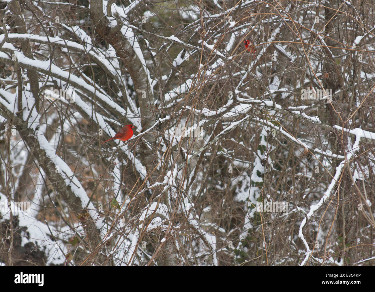 Two brilliantly red cardinal birds perched on snowy dogwood tree branches in winter Stock Photo