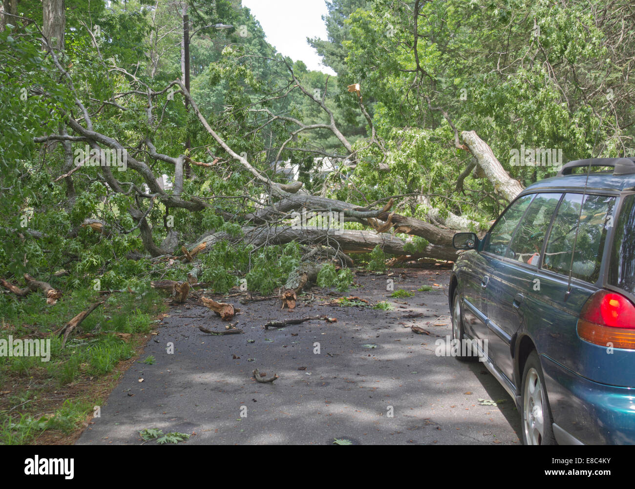 A large oak tree fallen across a road blocking a car from going any ...
