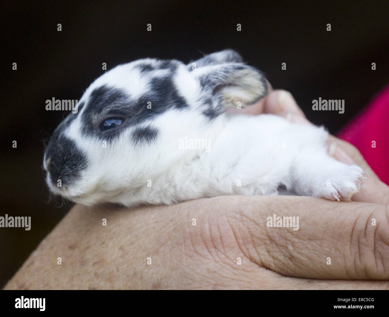 Mount Hope, New York, USA. 4th Oct, 2014. A woman holds a weeks-old rabbit in the kiddie area at Pierson's Farm in Mount Hope, New York. The farm also features pumpkin picking and a corn maze on weekends in October. Credit:  Tom Bushey/ZUMA Wire/Alamy Live News Stock Photo