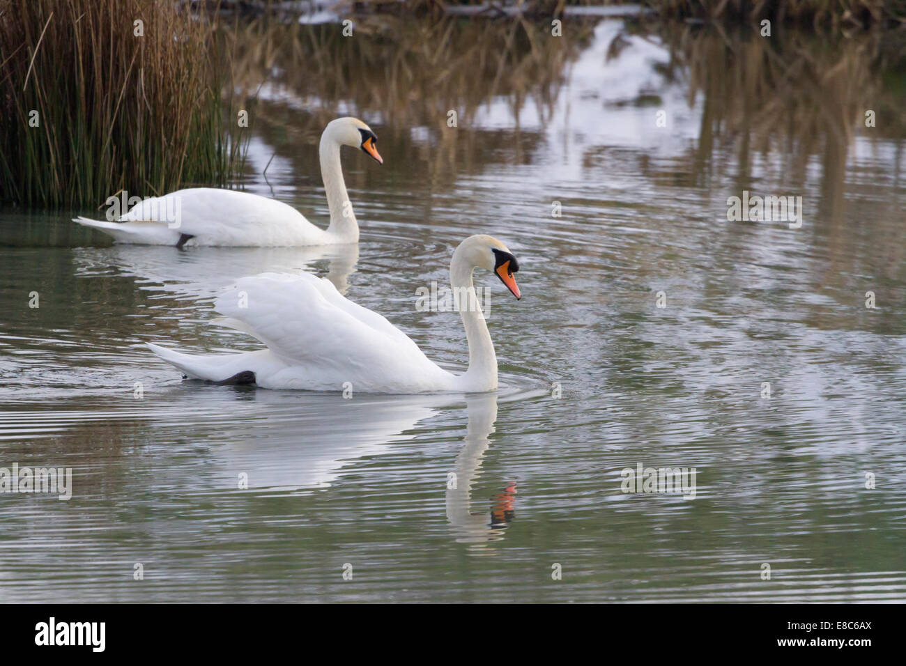 Mute Swans at Tophill Low Nature Reserve in Yorkshire Stock Photo