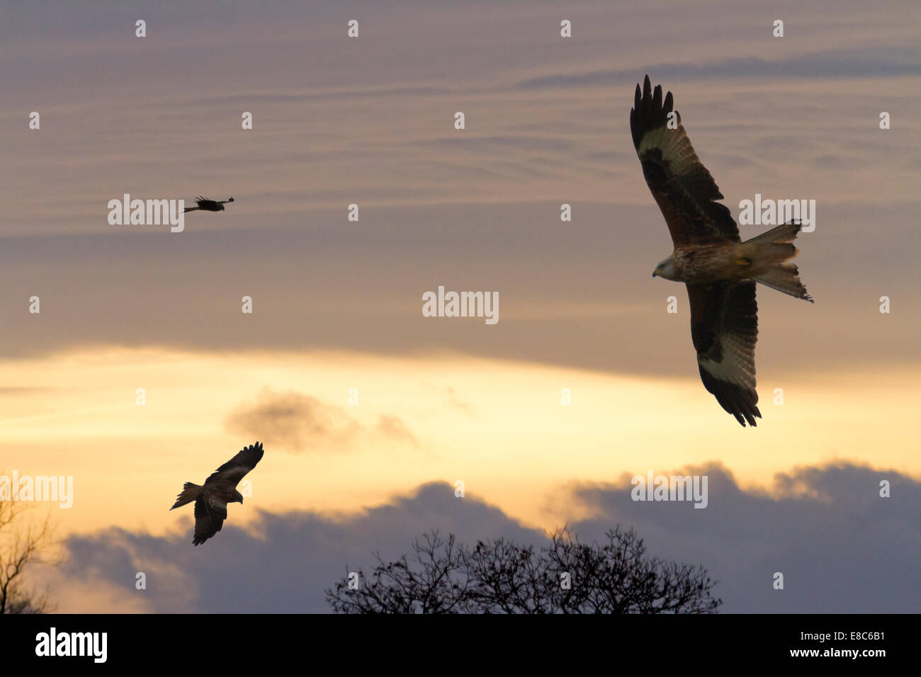 Kites flying over east Yorkshire, England Stock Photo