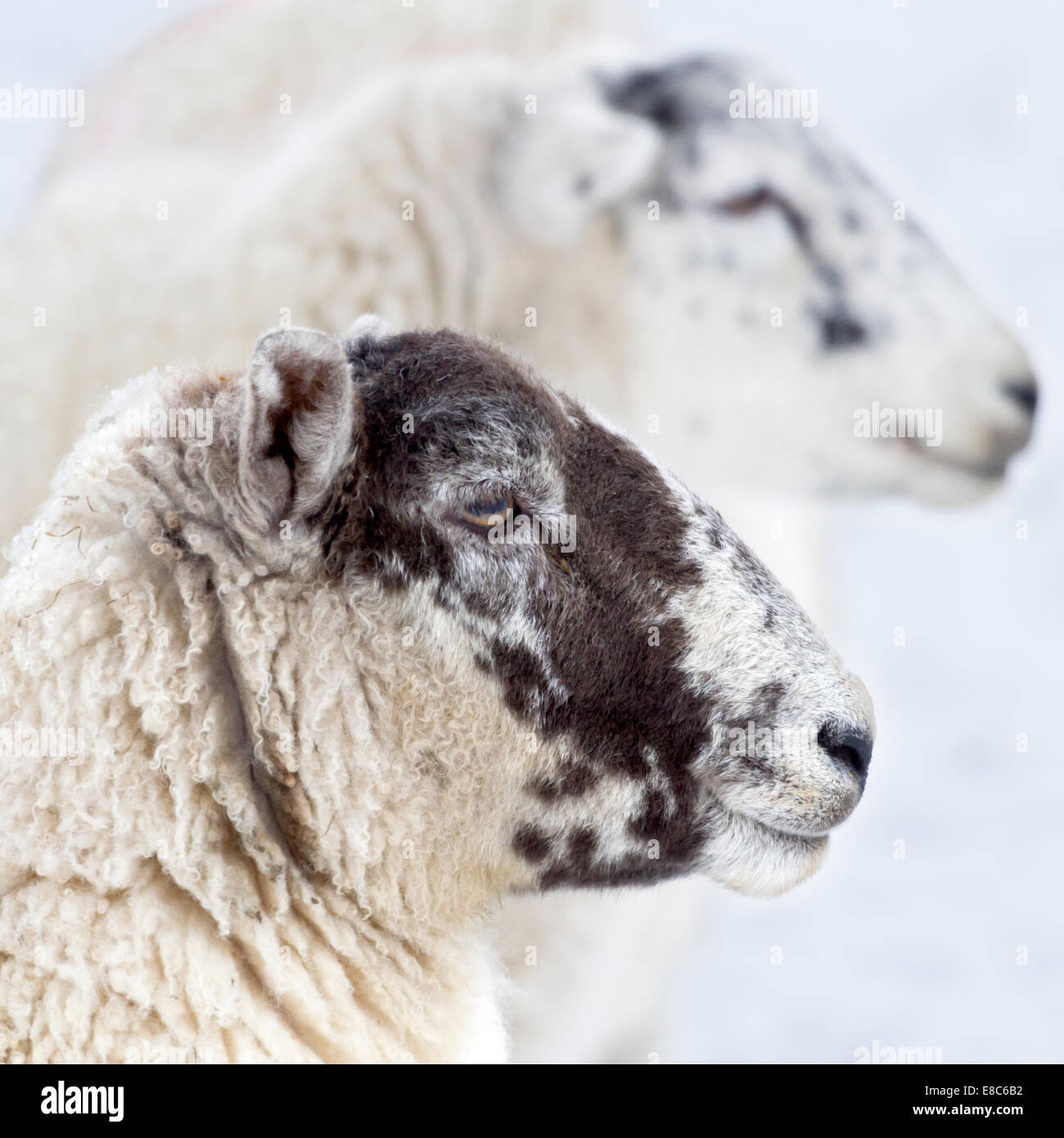 Sheep portrait close-up, The North Yorkshire Moors, England. Stock Photo