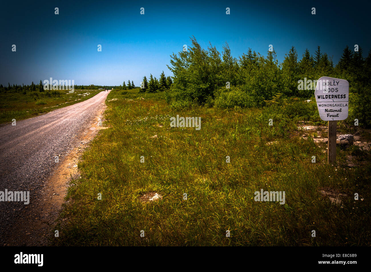 Dirt road through the high plateau of Dolly Sods Wilderness
