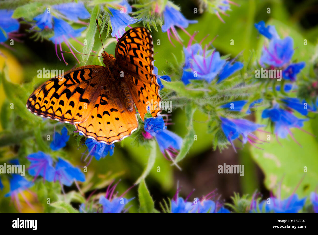 Great Spangled Fritillary Butterfly On Spruce Knob In Monongahela 