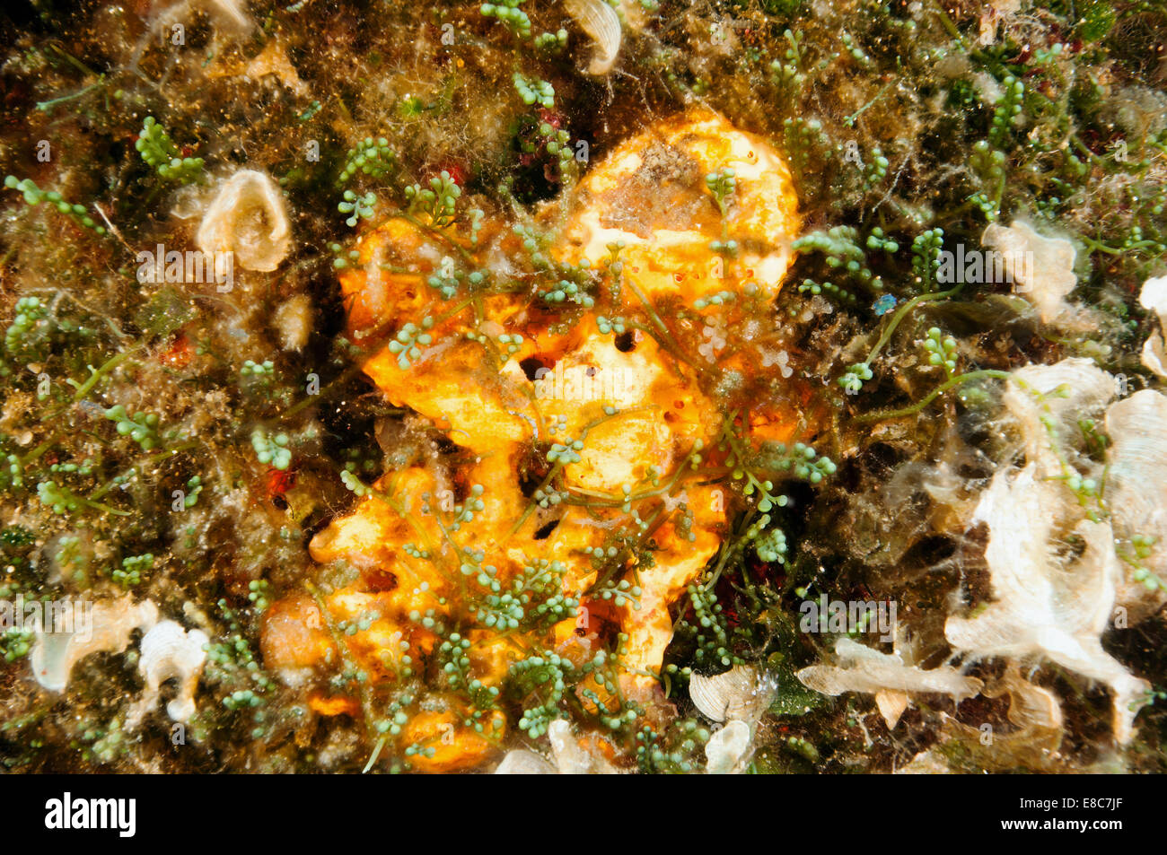 Invasive algae, Caulerpa racemosa, covering the reef habitat Leros Island Dodecanese Greece Stock Photo