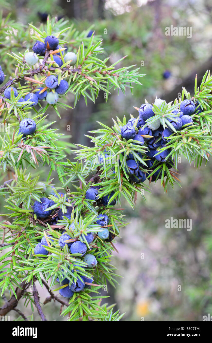 close up to juniper berries Stock Photo