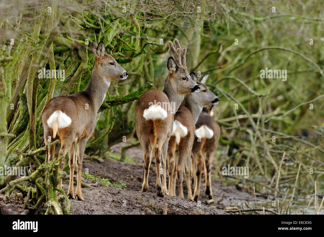 Roe Deer - Capreolus capreolus Stock Photo - Alamy