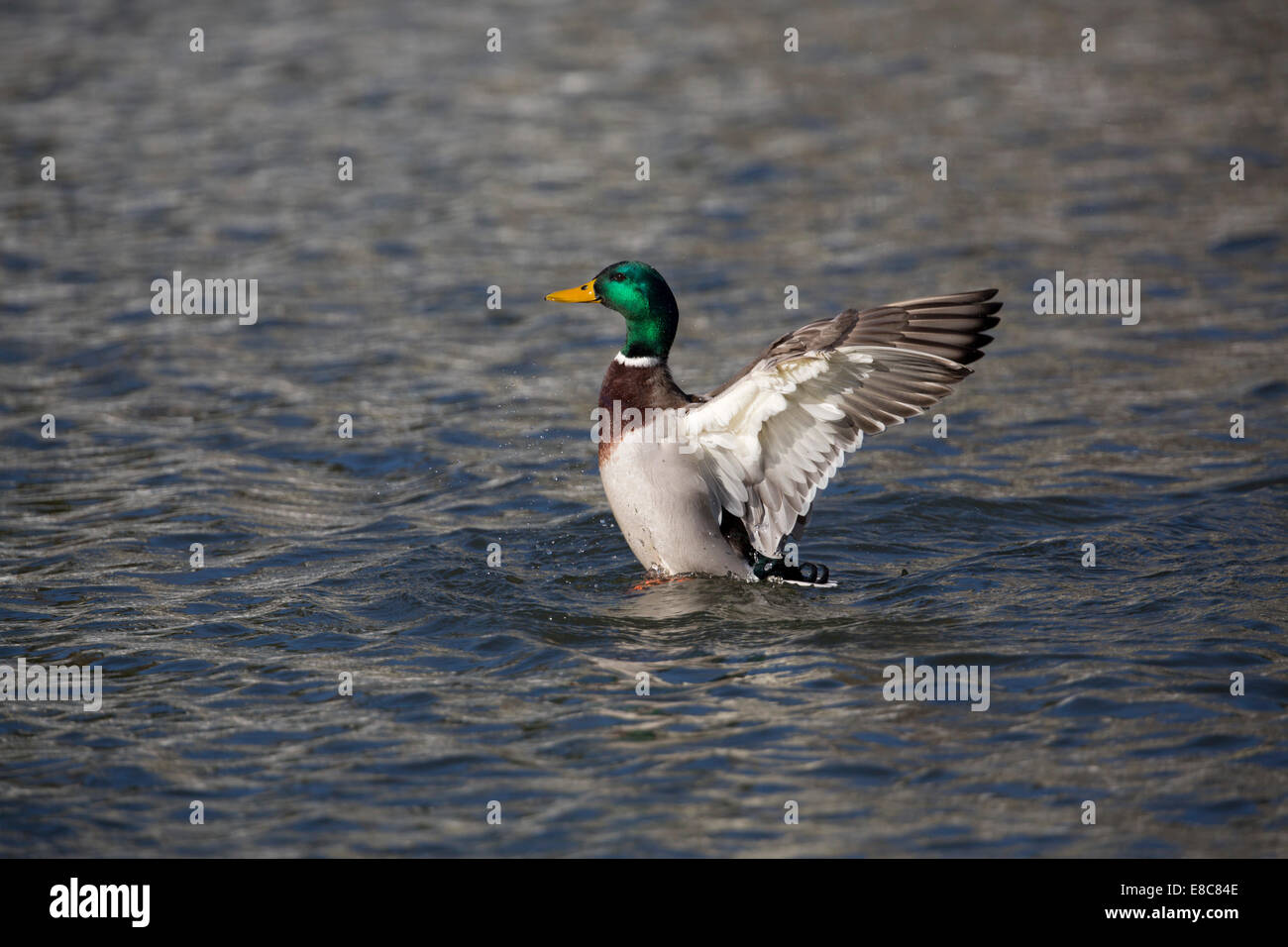 Mallard; Anas platyrhynchos; Drake; Flapping; UK Stock Photo