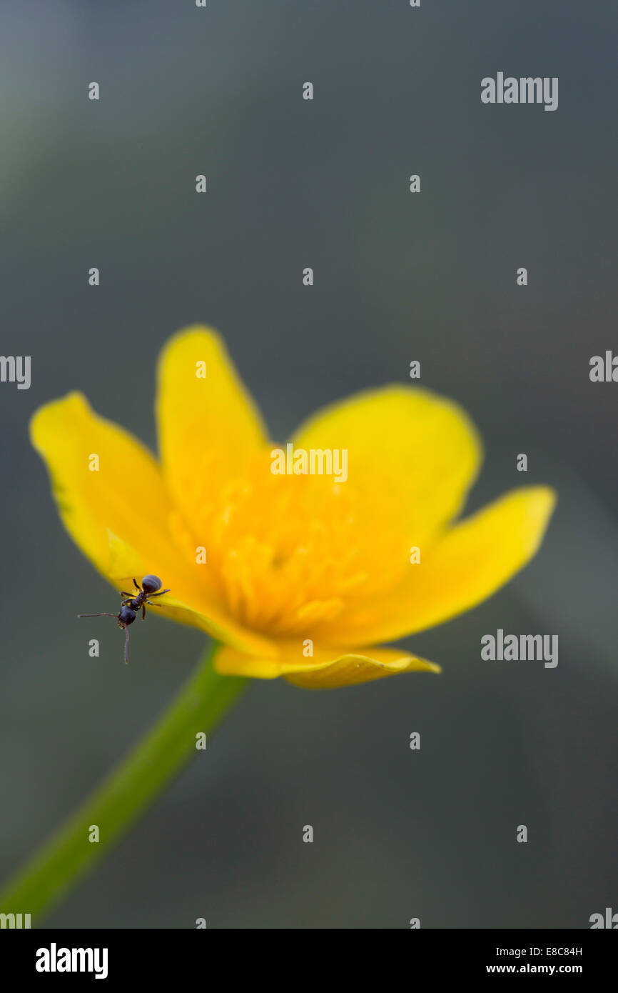 Marsh Marigold; Caltha palustris; with insect; Spring; UK Stock Photo