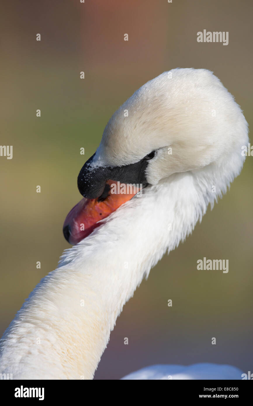 Mute Swan; Cygnus olor; UK Stock Photo