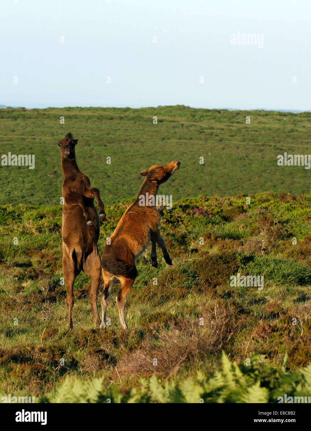 Bucking Vs Rearing Wild ponies on Dartmoor, two foals play fighting rearing bucking ...