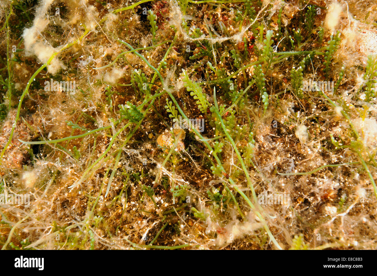 Invasive algae, Caulerpa racemosa, covering the reef habitat Leros Island Dodecanese Greece Stock Photo