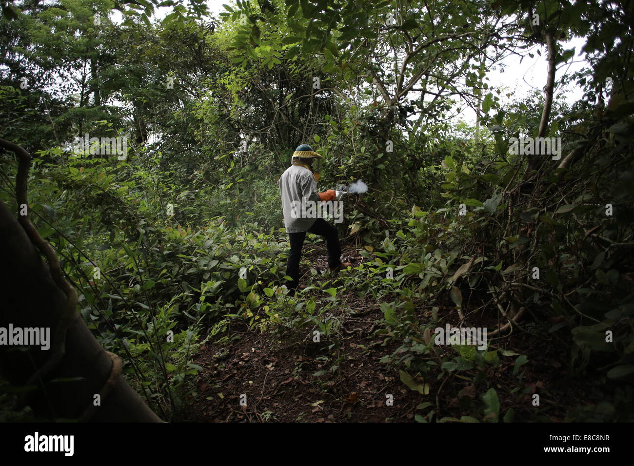 Macaracas, Panama. 4th Oct, 2014. Efrain Minas, artisanal beekeeper, works in Macaracas, Los Santos province, about 290km west of Panama City, capital of Panama, on Oct. 4, 2014. With a production of about 400 liters of honey per harvest divided into 31 panels, Efrain Minas, is one of the few remaining artisan beekeepers in Panama. © Mauricio Valenzuela/Xinhua/Alamy Live News Stock Photo