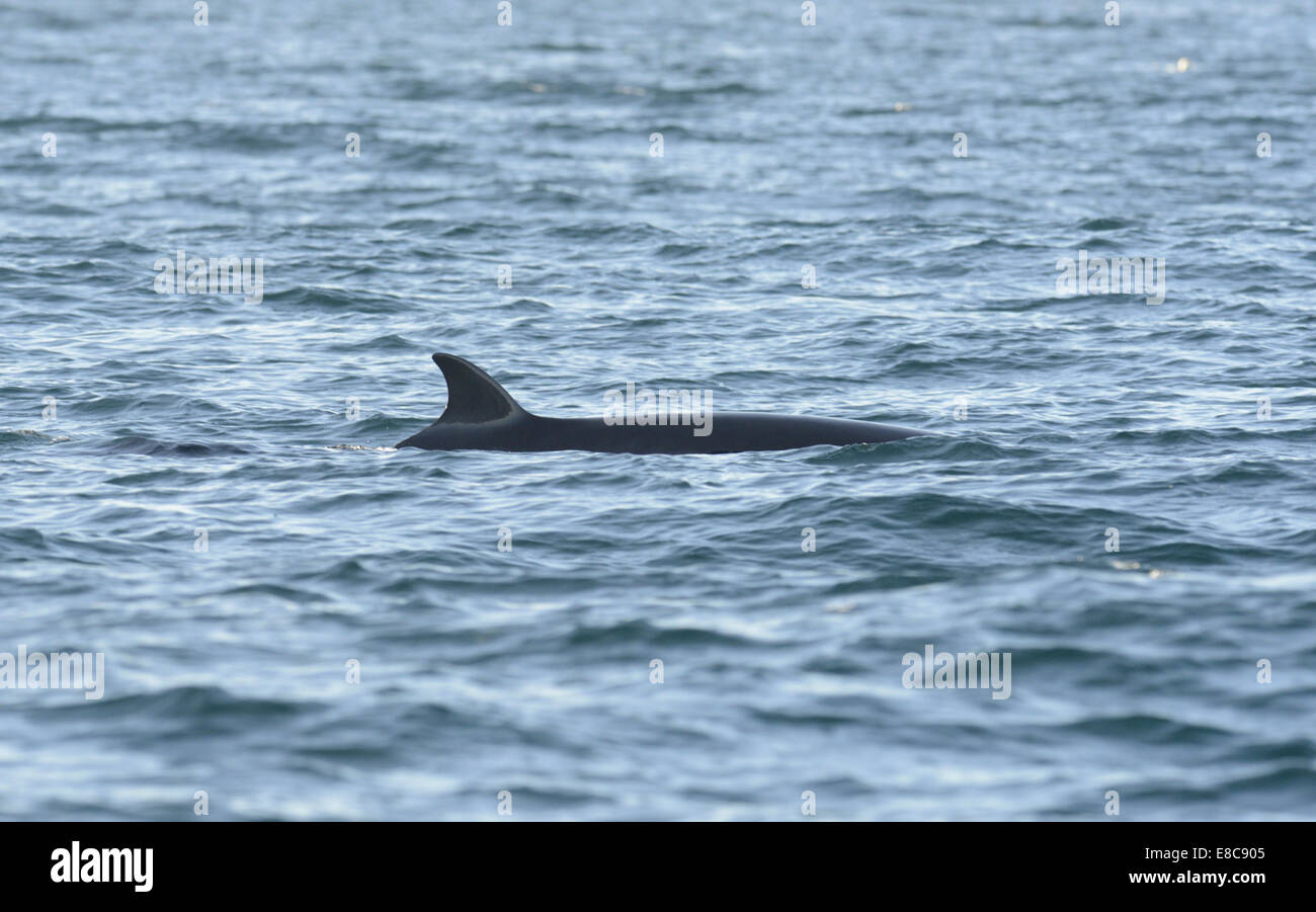 Minke Whale - Balaenoptera acutorostrata Stock Photo - Alamy