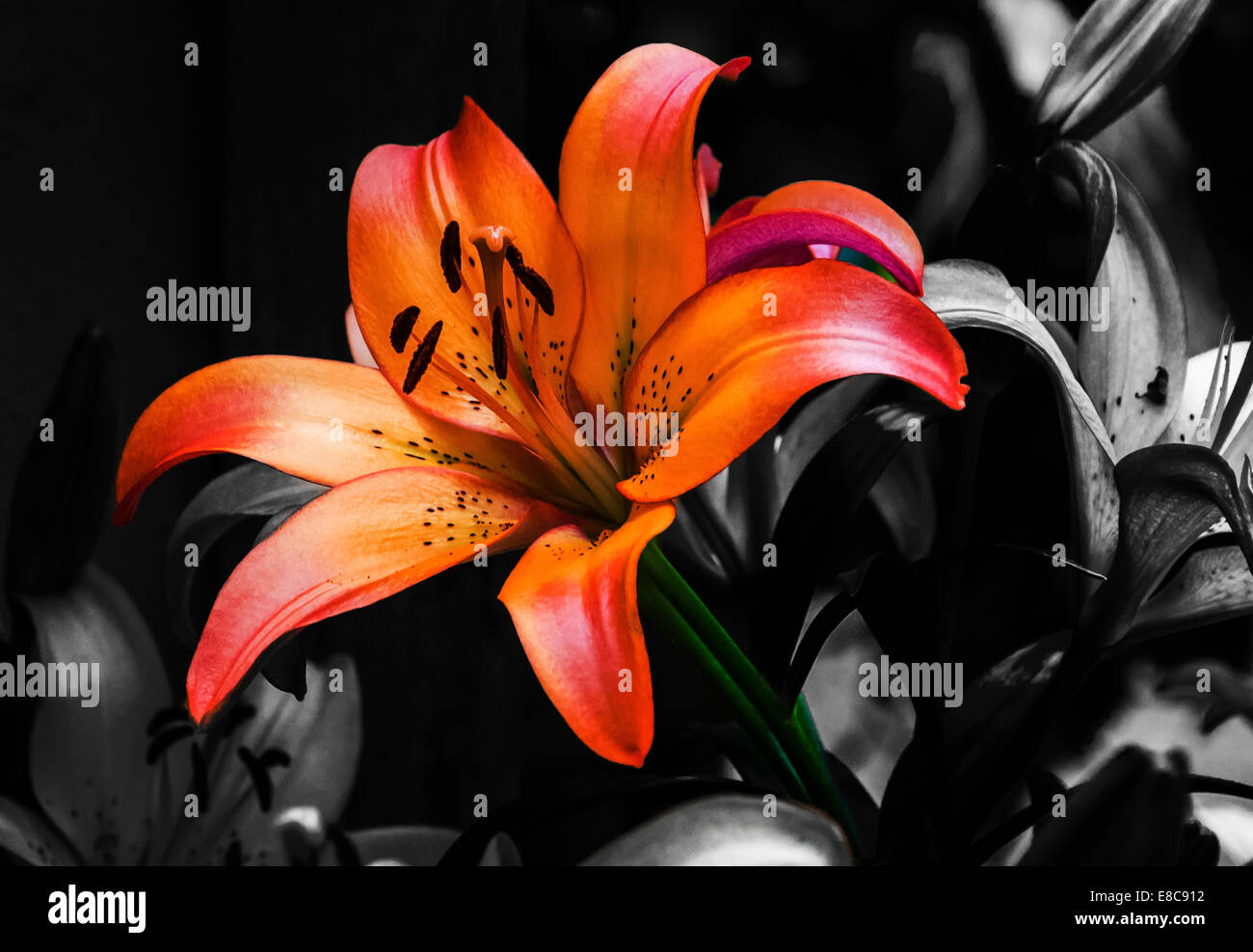 Selective color image of lillies. Stock Photo