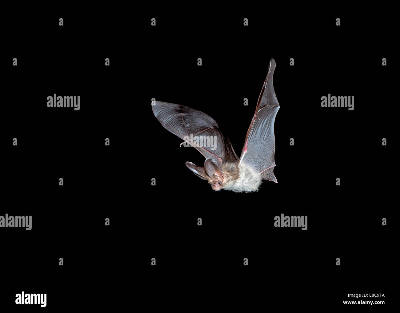 Bat echolocation hires stock photography and images Alamy