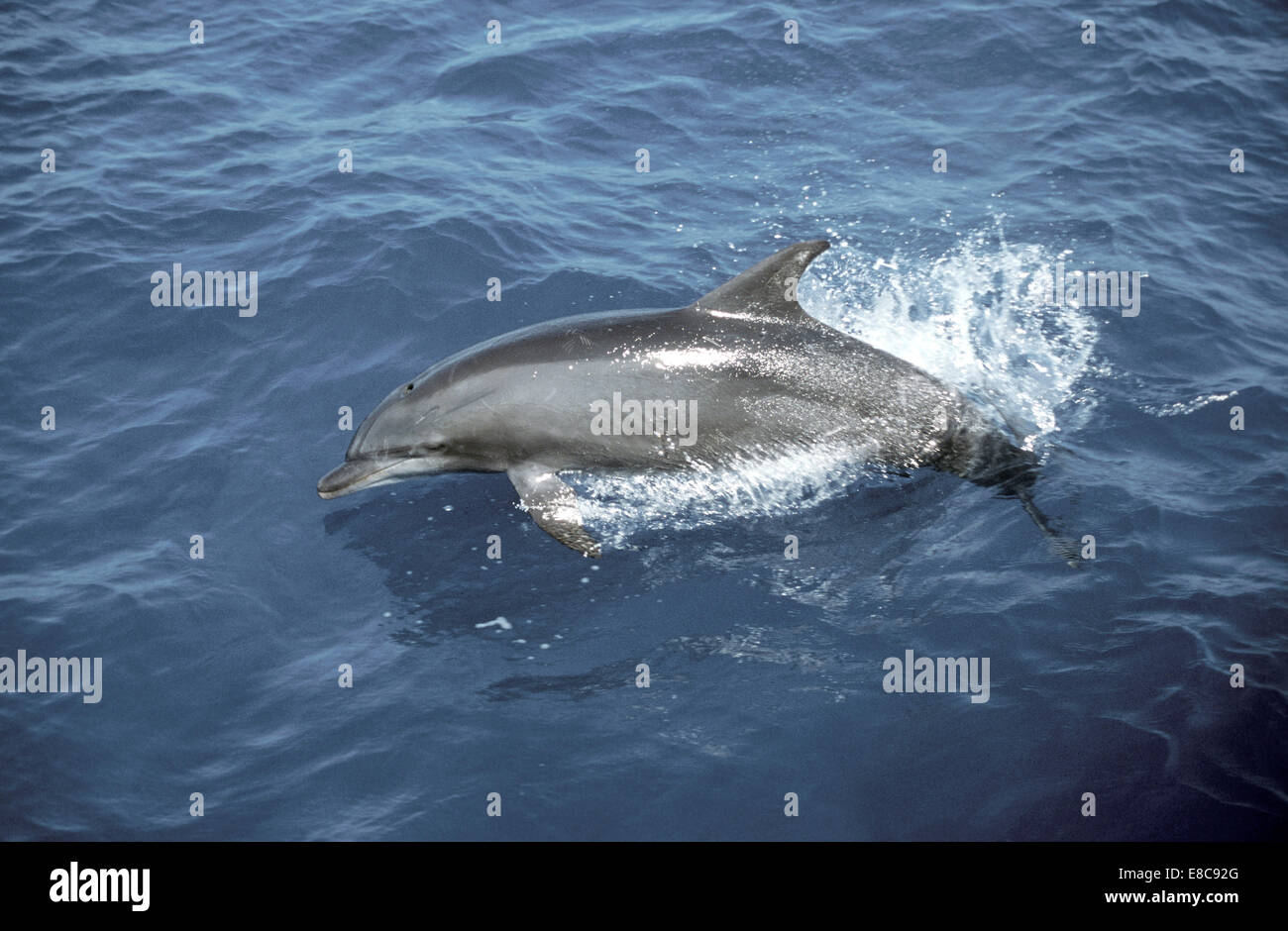 Spinner Dolphin - Stenella longirostris Stock Photo