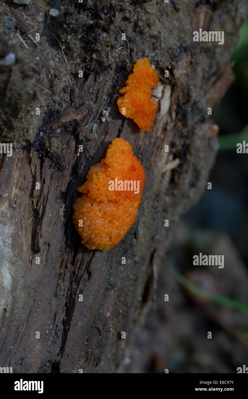 Slime mould growing on rotting wood Stock Photo