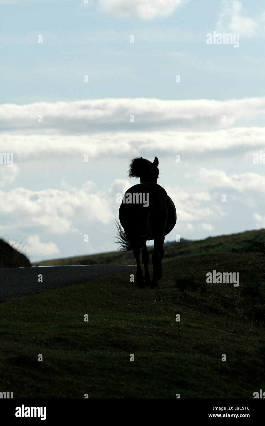 Wild pony on Dartmoor, silhouette of a horse running over a hill at twilight Stock Photo