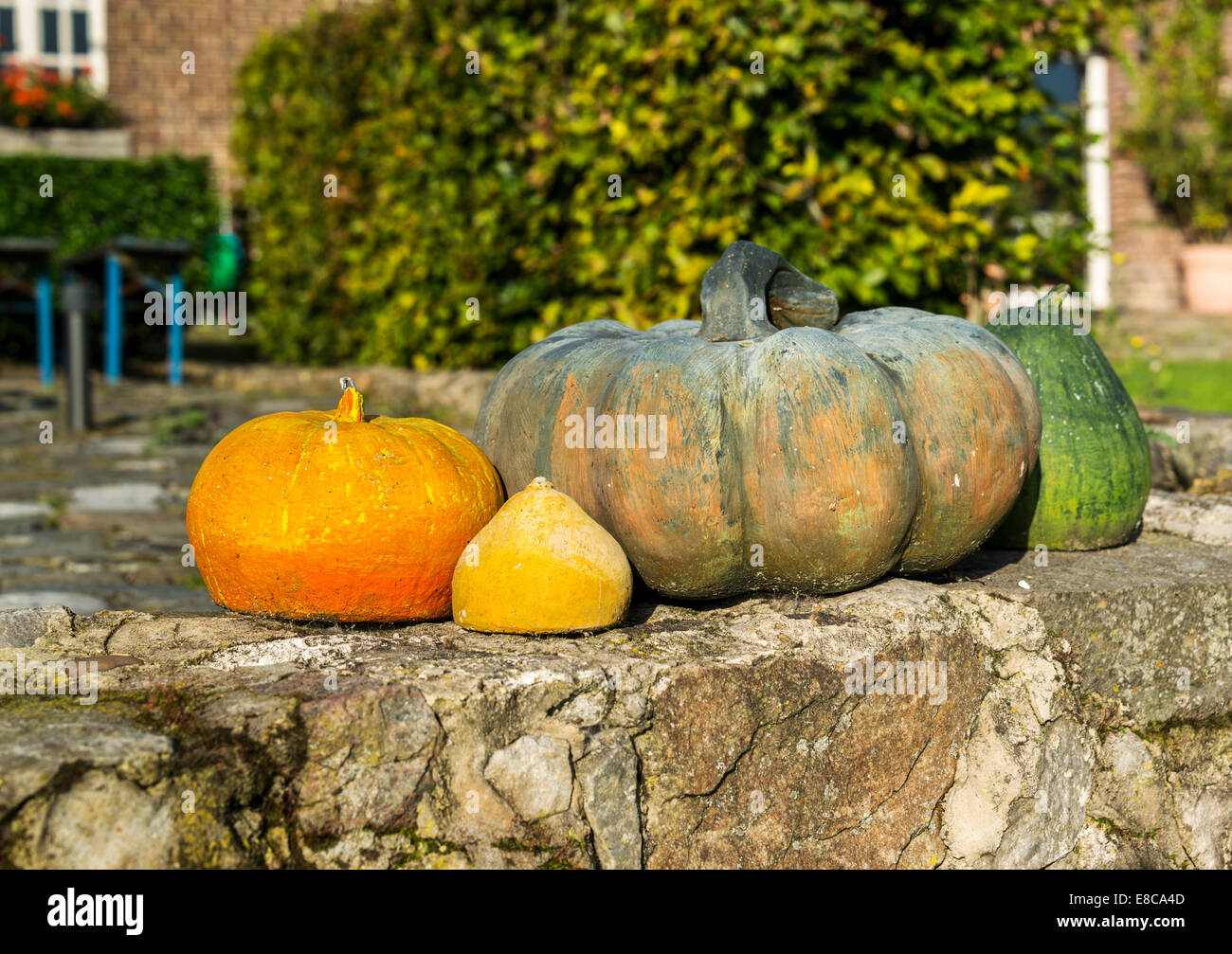 several pumpkins outside in the garden on a farm Stock Photo - Alamy