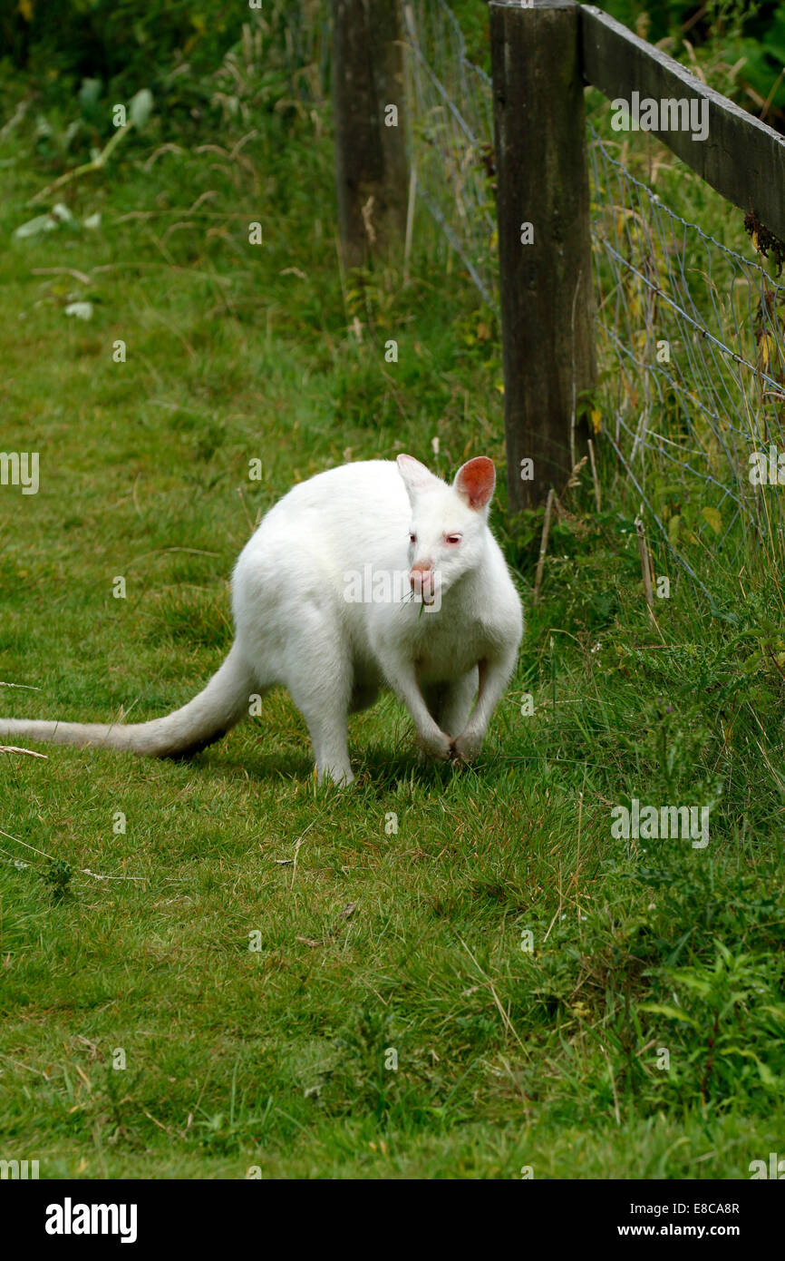 Portrait picture of a pure white albino wallaby or kangaroo they are