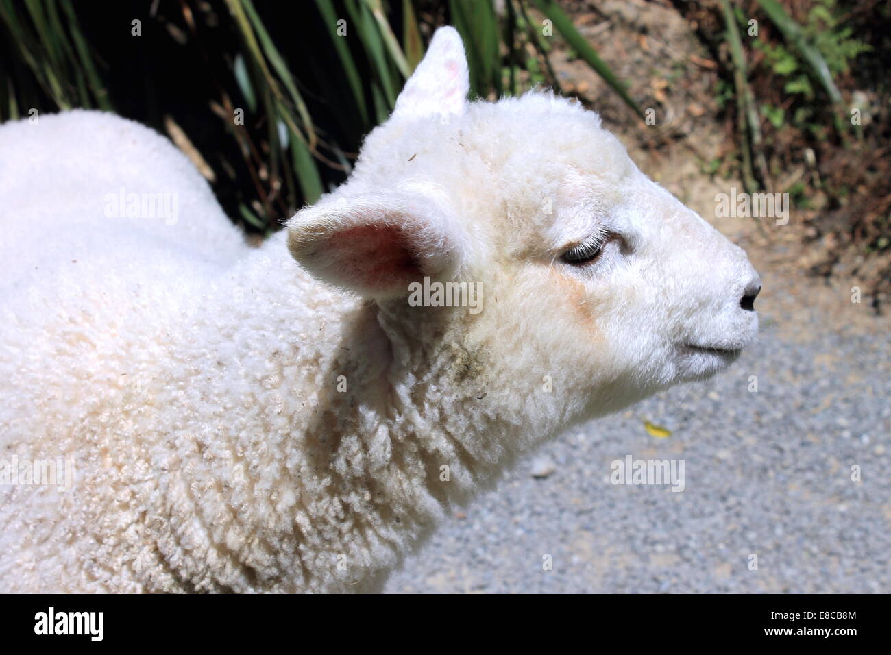 Side Profile of a Lamb Stock Photo