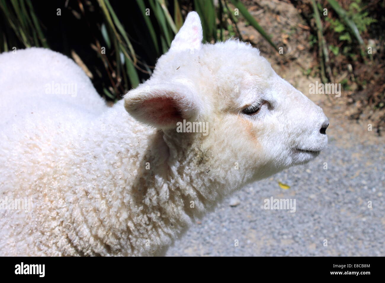 Side Profile of a Lamb Stock Photo - Alamy