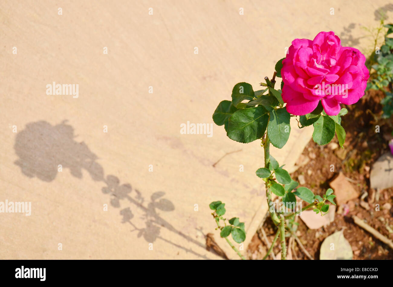 Closeup Pink Rose Flower in the garden Stock Photo - Alamy