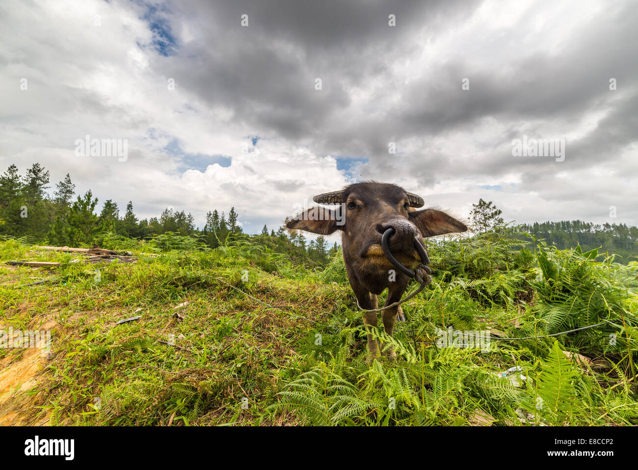 Cow Sacrifice Stock Photos & Cow Sacrifice Stock Images 